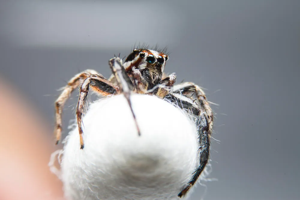 Aranhas | Armadeira, Viúva Negra e Aranha Marrom | Rio de Janeiro Aranhas | Armadeira, Viúva Negra e Aranha Marrom | Rio de Janeiro