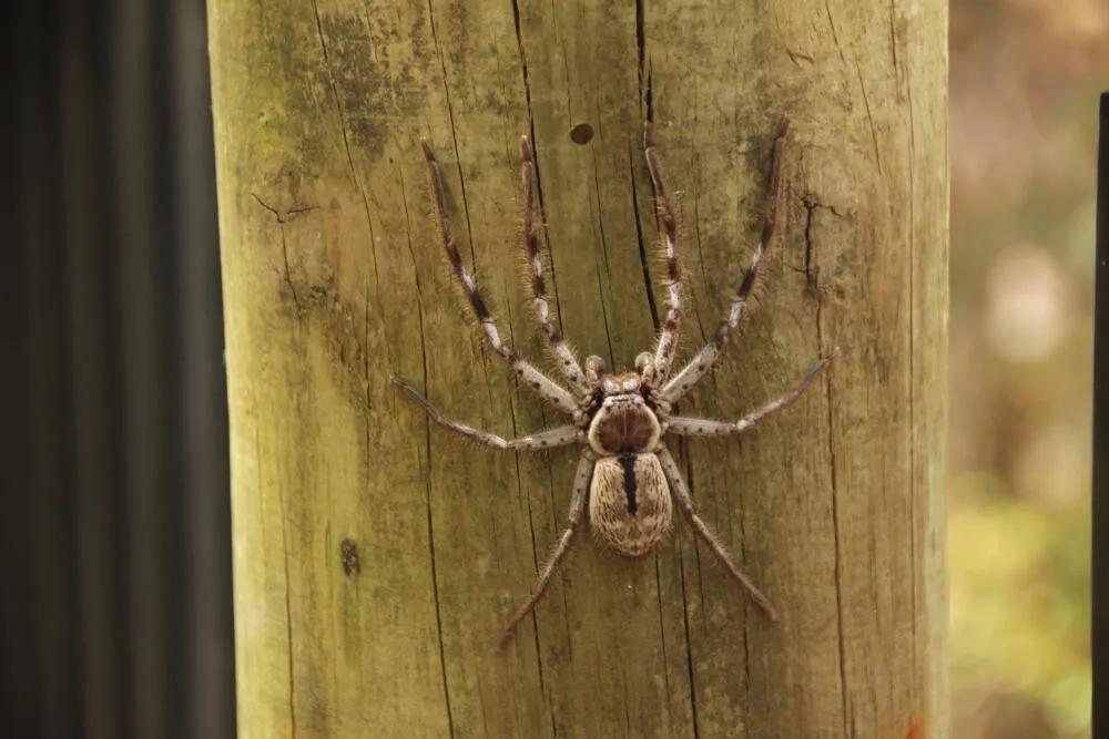 Aranhas | Armadeira, Viúva Negra e Aranha Marrom | Rio de Janeiro Aranhas | Armadeira, Viúva Negra e Aranha Marrom | Rio de Janeiro