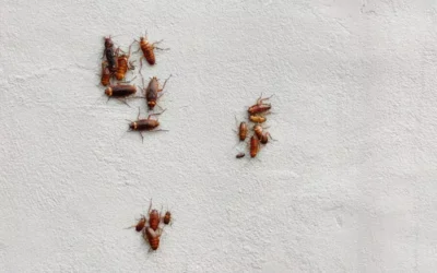 Baratinhas em Casa: Você Já Tentou de Tudo? Descubra Por Que Elas Voltam!