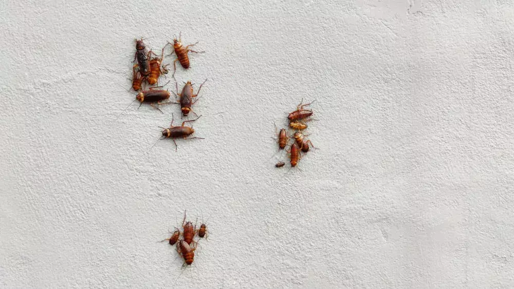 Baratinhas em Casa: Você Já Tentou de Tudo? Descubra Por Que Elas Voltam!