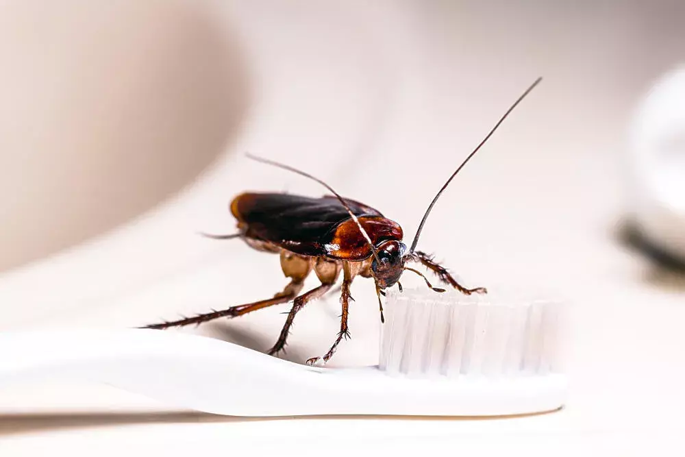 Remédios Caseiros Contra Baratinhas: Por Que Bicarbonato, Vinagre e Outros ‘Truques’ Não Eliminam a Infestação
