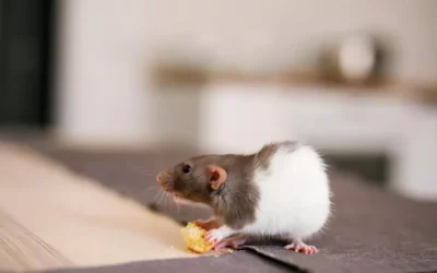 Principais Métodos de Controle de Ratos em Edificações: Soluções para Cada Espaço do Condomínio