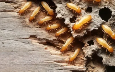 Principais Pragas que Ameaçam Museus e Edifícios Históricos