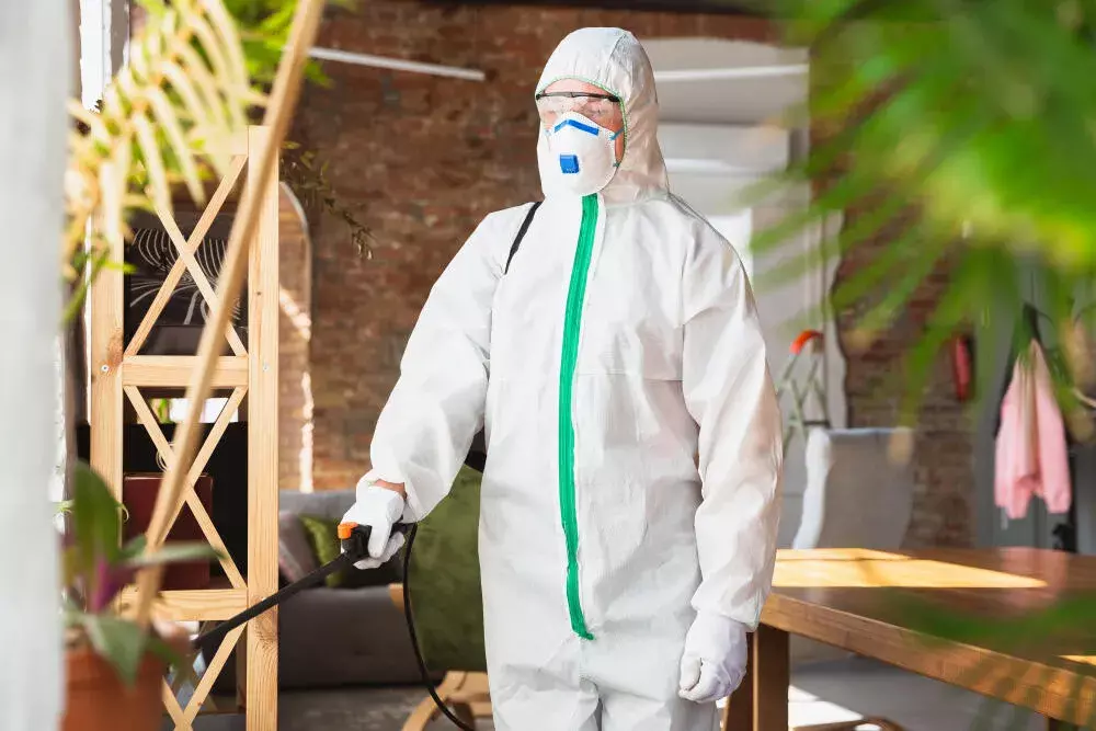 Principais Pragas Urbanas do Rio de Janeiro: Quando é Hora de Chamar uma Dedetizadora?