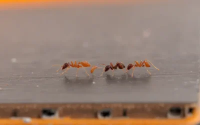 Dedetizadora no RJ e a RDC 622/2022: o que deve estar regularizado desde janeiro