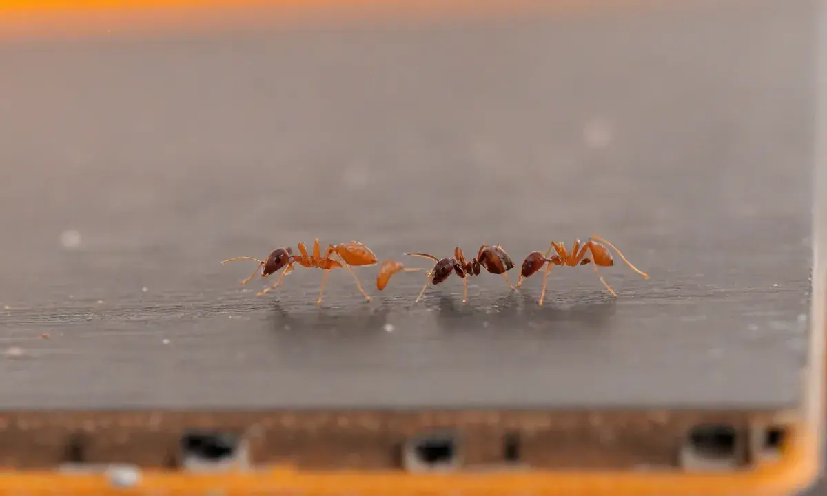 Dedetizadora no RJ e a RDC 622/2022: o que deve estar regularizado desde janeiro